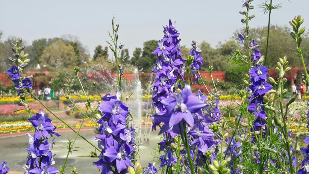 Mughal garden